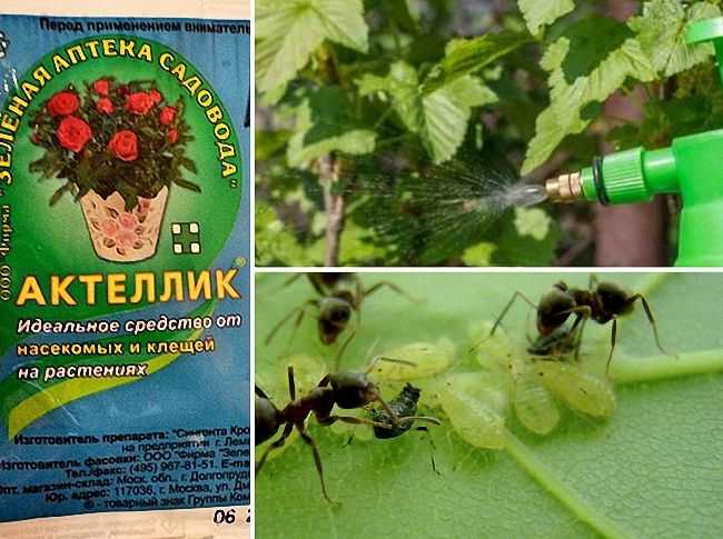 Как избавиться от тли
