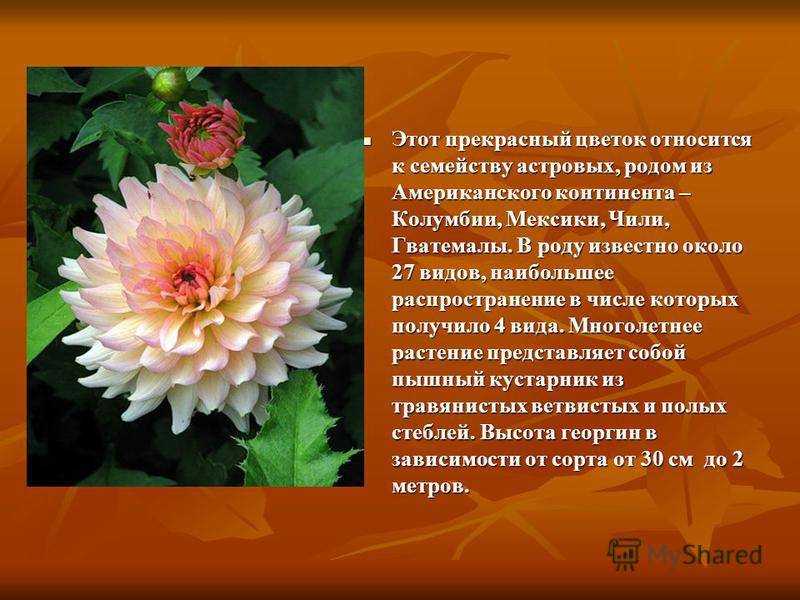 Сорта георгинов с фото и названиями