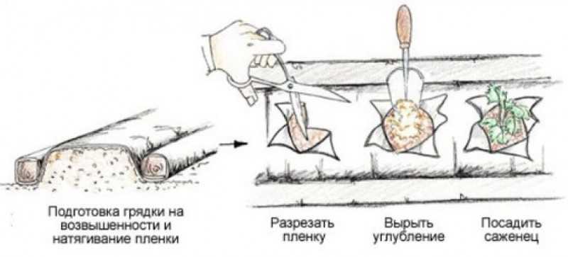 Посадка клубники осенью в открытый грунт: раскрываем секреты