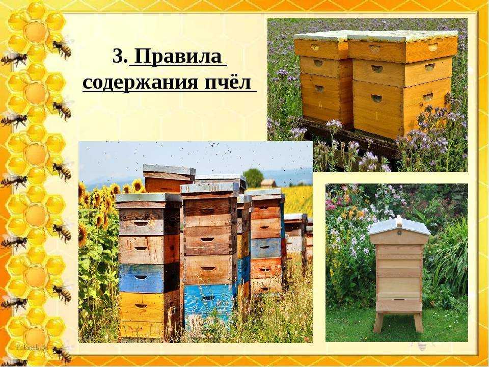 Содержание пчел в многокорпусных ульях: методы и технология