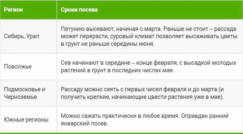Как сажать петунию на рассаду: правильный посев семян