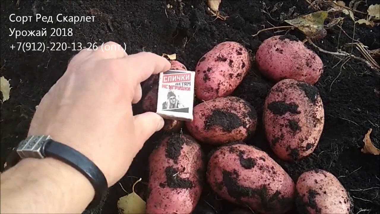 Голландский картофель сорта ред скарлетт: прекрасно выглядит, долго хранится