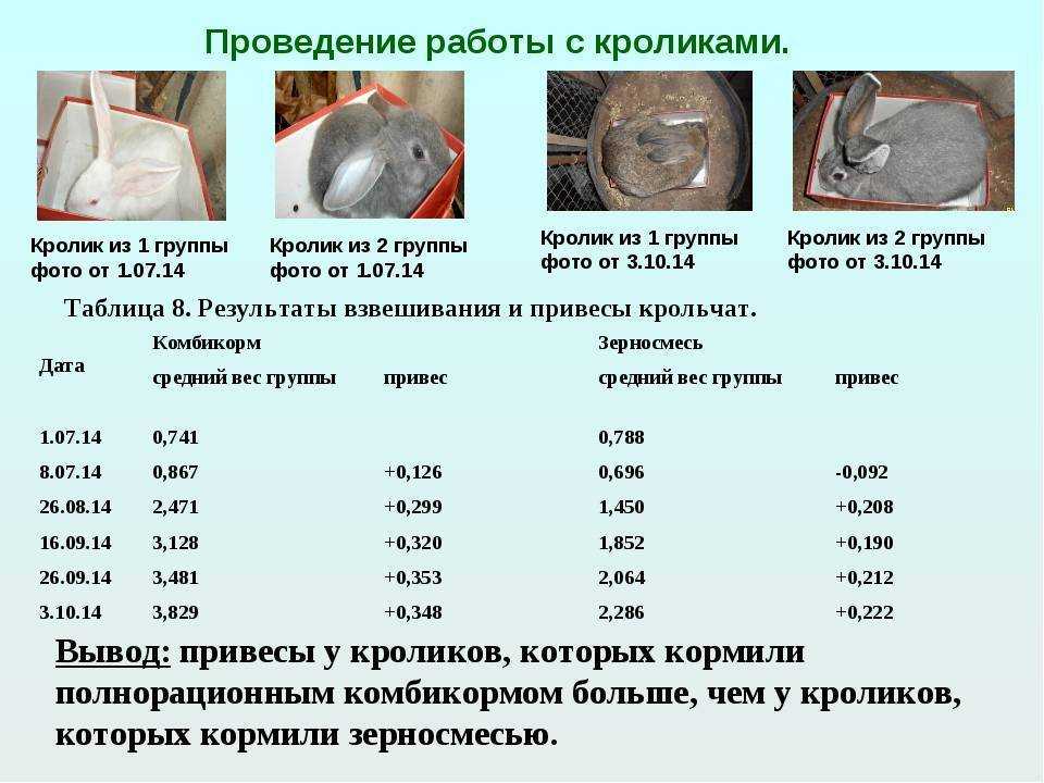 Правила и тонкости откорма кроликов на мясо