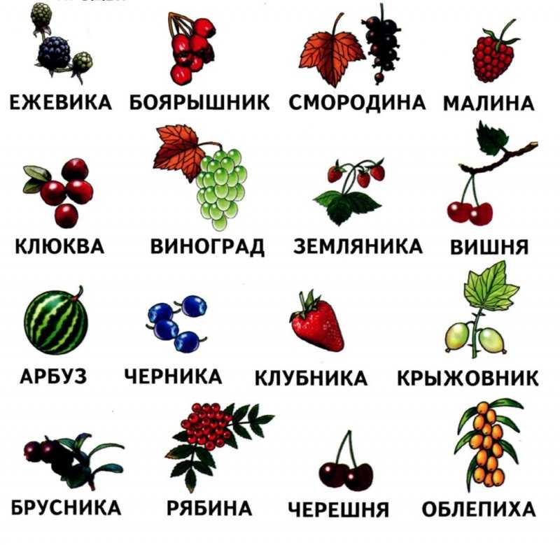 Где растет слива на кустарнике или дереве - с огорода