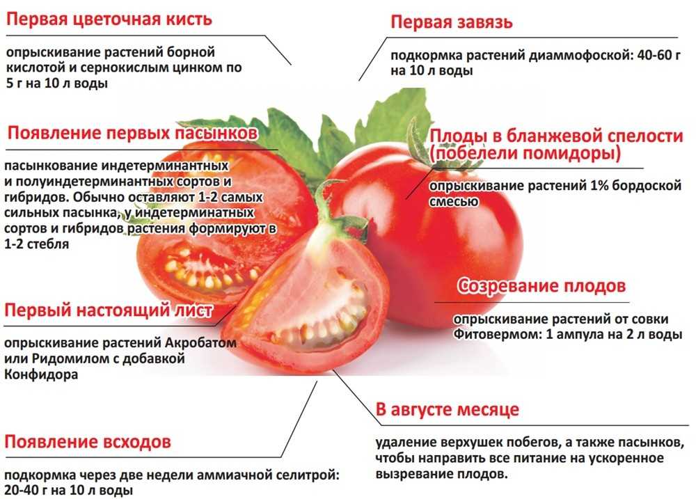Как правильно удобрять и поливать помидоры в теплице и в открытом грунте: 4 подкормки за сезон
