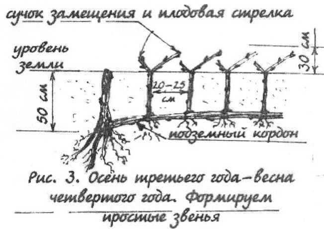 Можно ли вырастить виноград на балконе