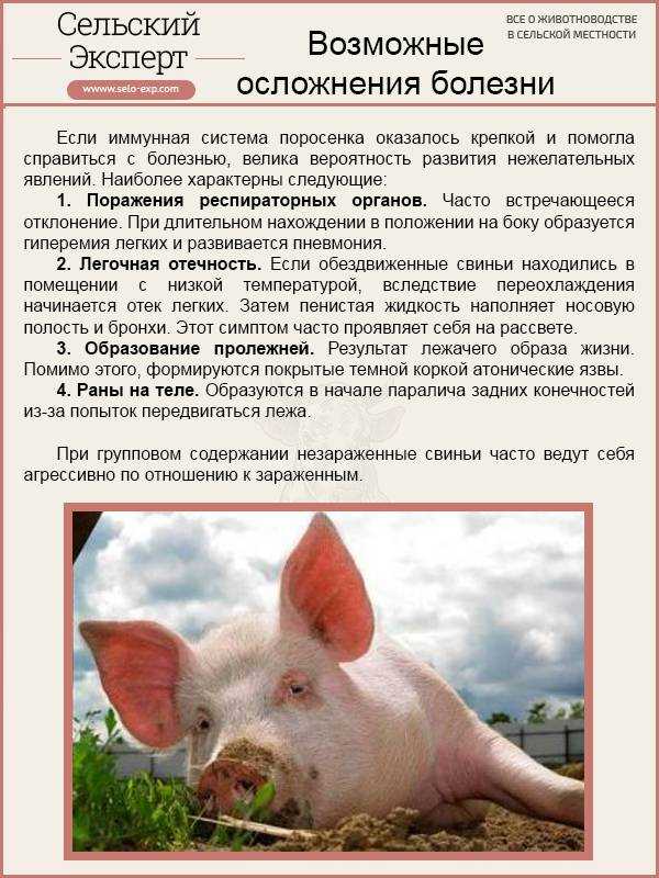 Частые причины, почему у поросят отказывают задние ноги: советы ветеринара - omvesti.com