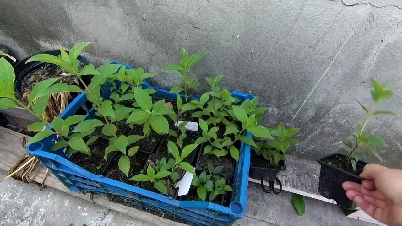 Размножение гортензии черенками весной в домашних условиях