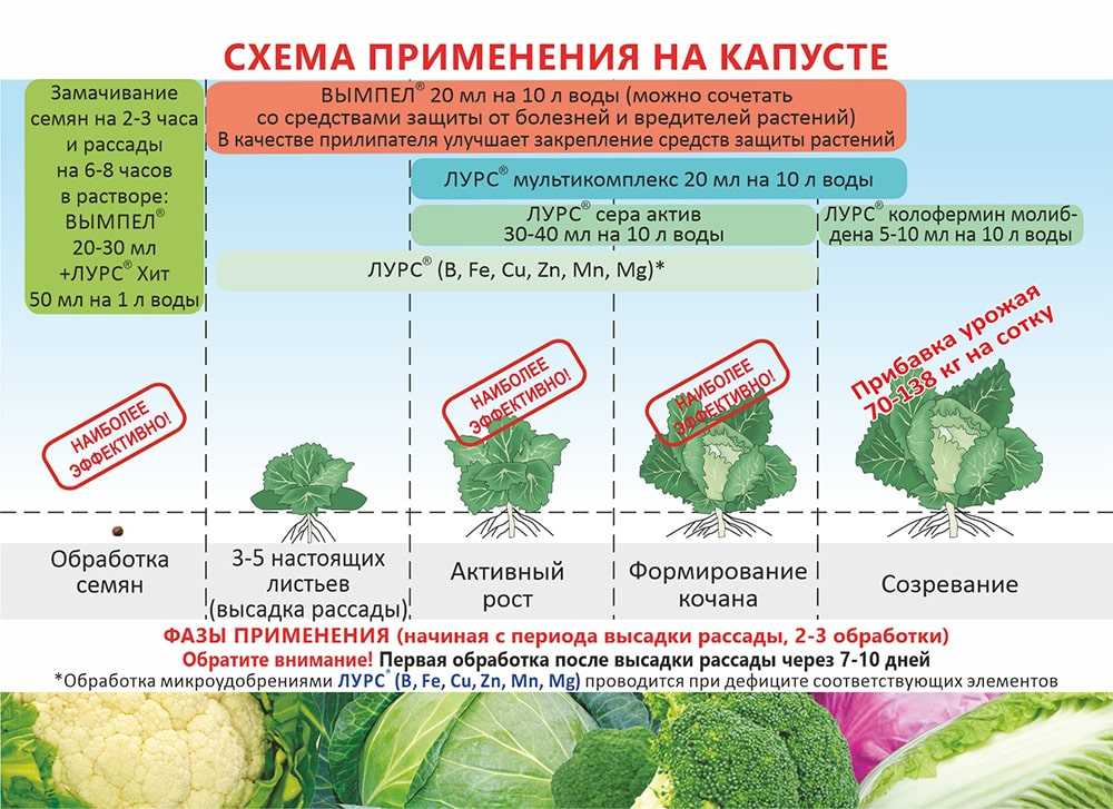 Выращивание и уход за морковью в открытом грунте