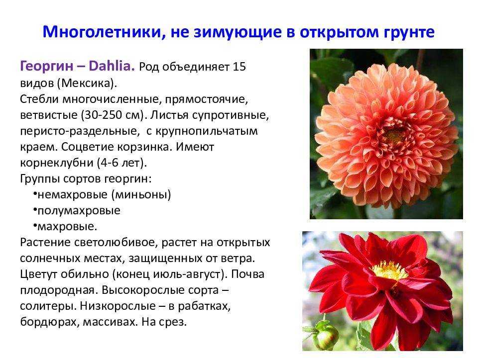 Лучшие сорта георгин: описание, название, отличие, особенности цветов
