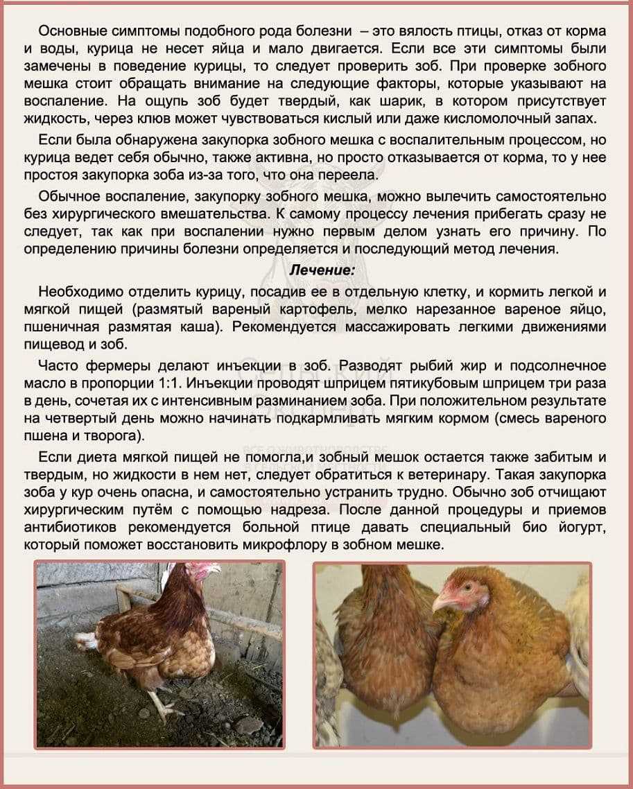 Чем лечить глаза курам?