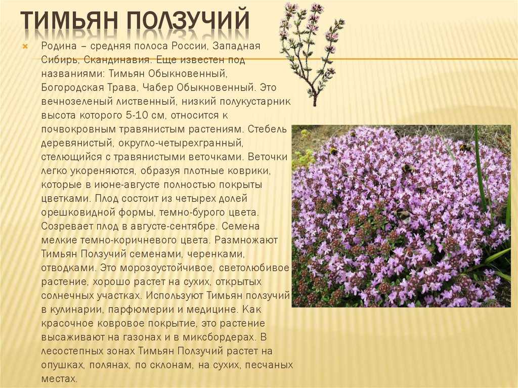 Как выглядит чабрец: фото, картинки, описание