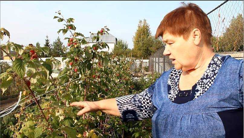 Посадка капусты в открытый грунт рассадой: правила посадки