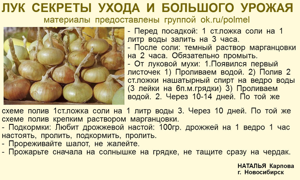 Аммиак применение на огороде, подкормка и защита