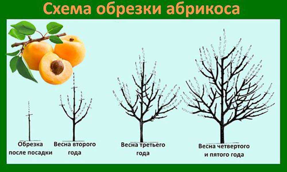 Обрезка абрикоса: цели процедуры, правила, схемы формирования кроны, уход после