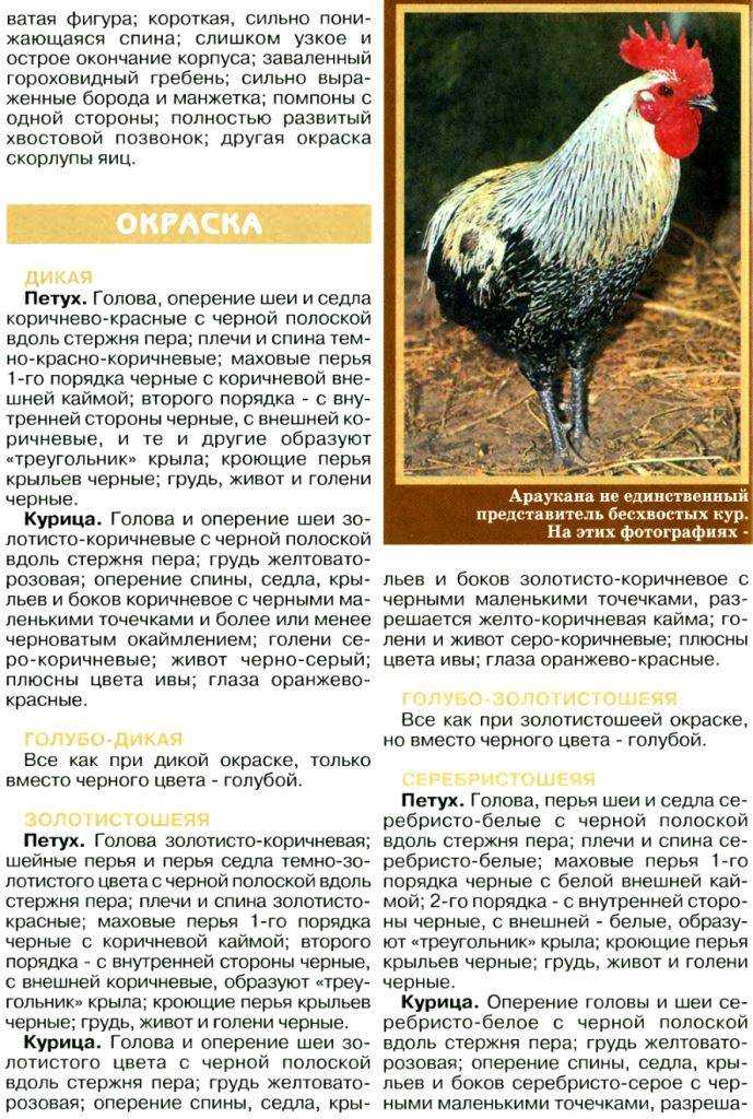 Порода кур араукана: фото, описание, разведение и содержание