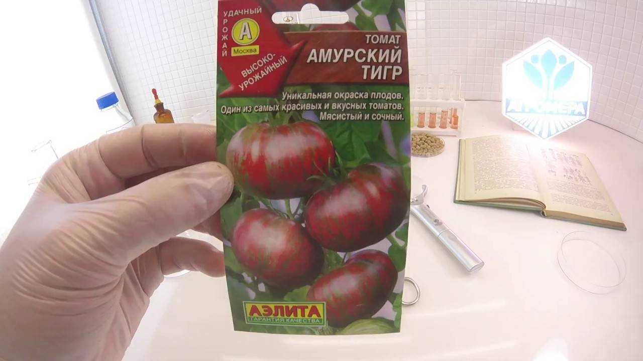 Ампельные помидоры – выращивание