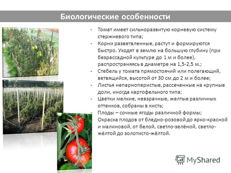 Почему корни у томатом на поверхности?: группа наши грядки