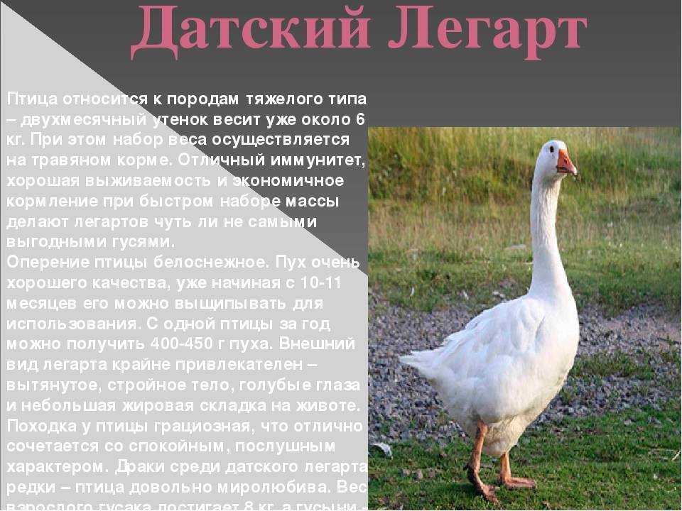 Гусь уральский серый: описание породы (фото и видео)