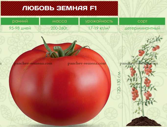 Персиановский томат описание сорта характеристика - у дачки