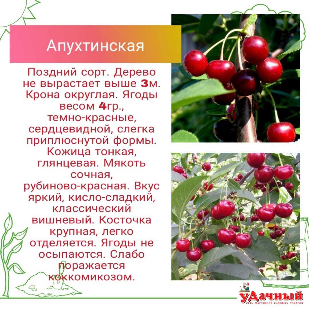Топ-8 лучших самоплодных сортов вишни для подмосковья и особенности их посадки