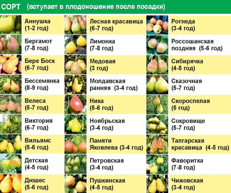 Груша сорта любимица клаппа: правила посадки и ухода за растением