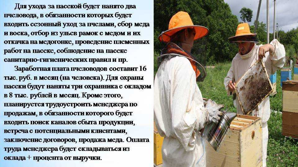 Разведение пчел – инструкция для начинающих пчеловодов