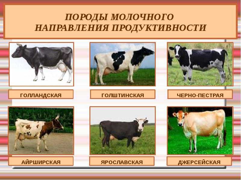 Породы коров с фотографиями и названиями: виды, описания, отзывы