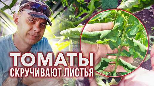 Закручиваются листья у рассады томатов: вверх, внутрь, вниз | что делать, почему скручиваются и вянут листья рассады помидоров