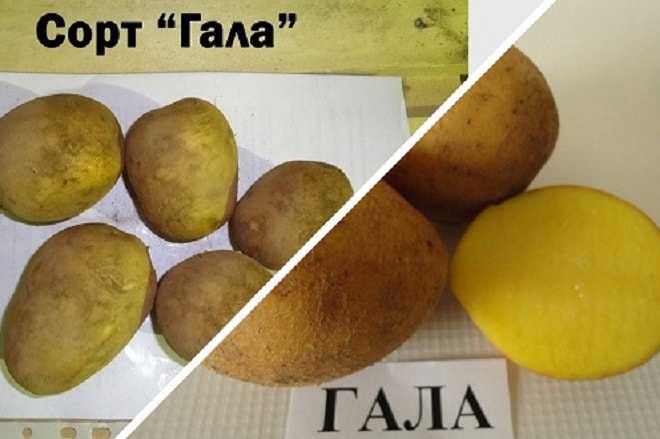 Картофель гала: характеристика сорта, отзывы, описание сорта