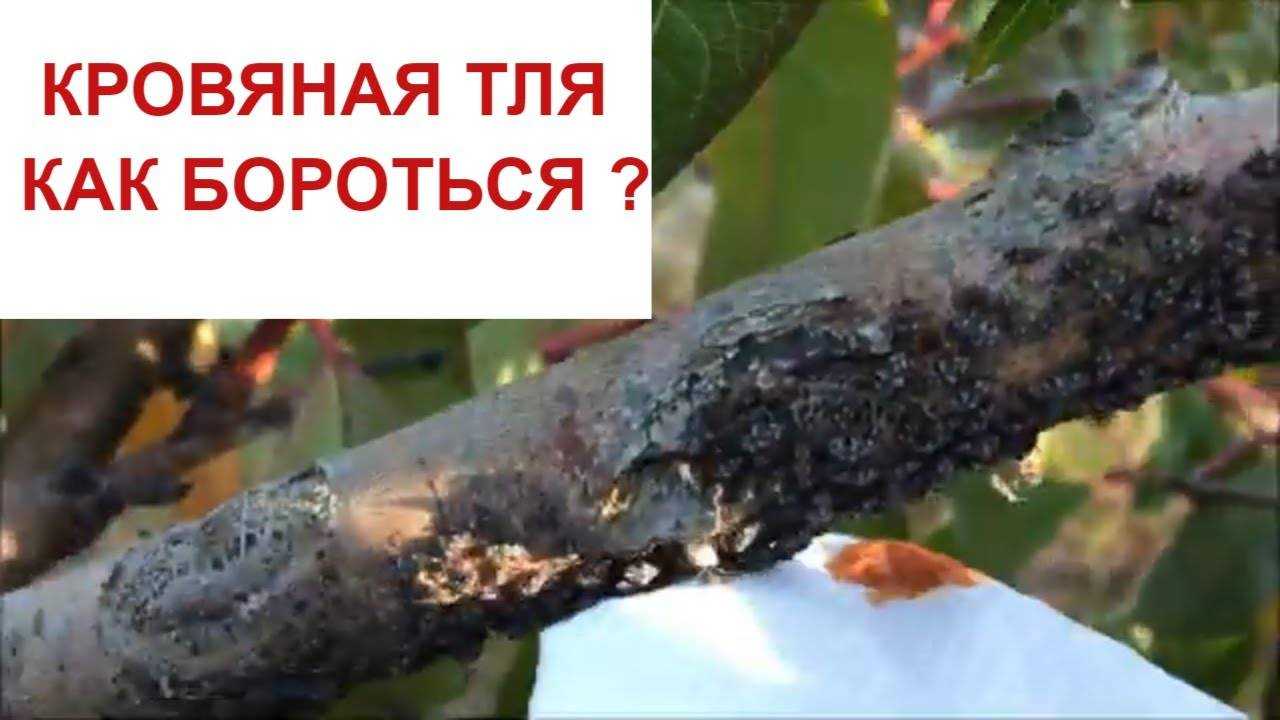 О тле на персике: чем обработать, методы борьбы народными средствами