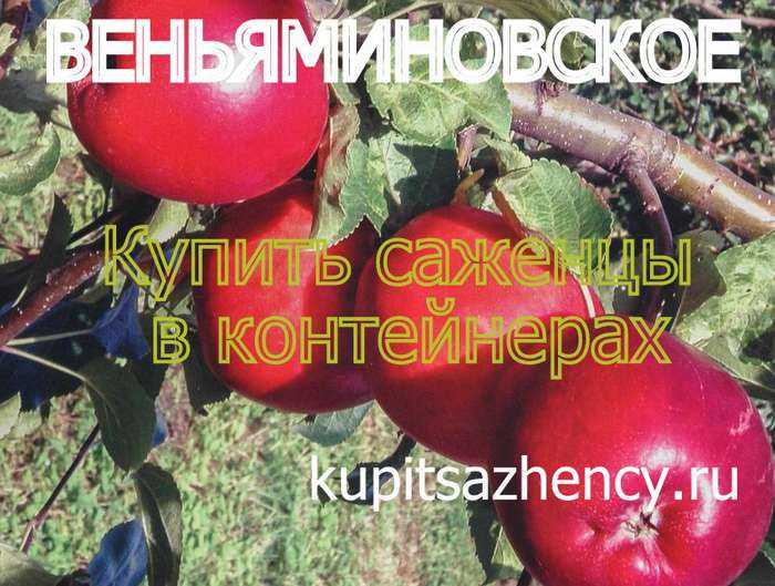 Описание иммунного сорта яблони веньяминовское