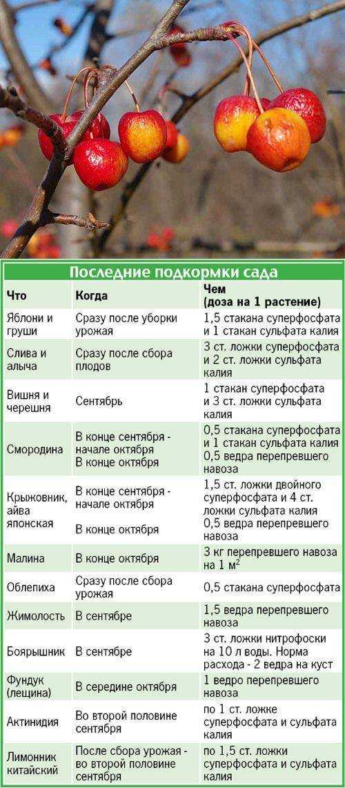 О методах подкормки сливы до и после цветения: удобрения для хорошего урожая