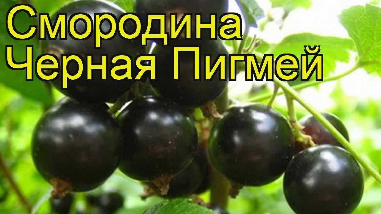 Смородина пигмей описание и характеристики сорта, посадка и уход, отзывы с фото