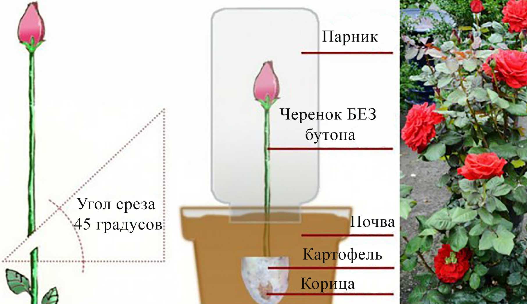 Как и когда сажать розы для выращивания семенами