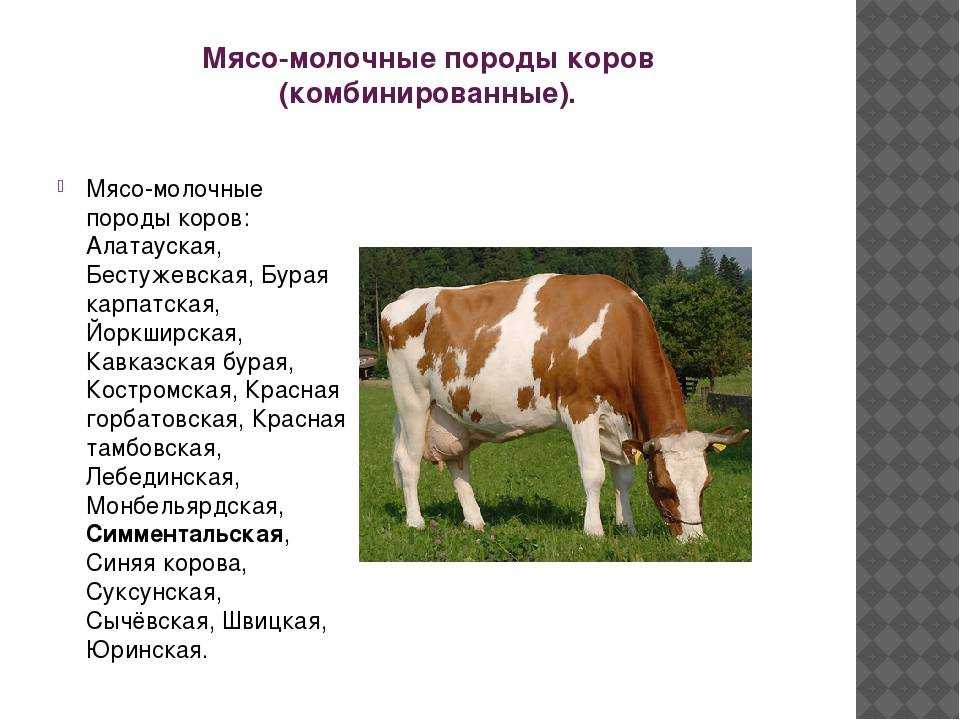 Породы коров с фотографиями и названиями: виды, описания, отзывы