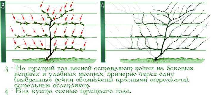 Актинидия в сибири: выращивание, правила посадки и ухода, размножение
