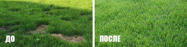 Как сажать газон на старый газон