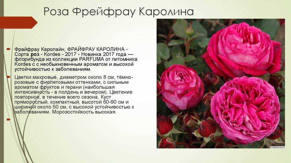 Розы кордес ?: характеристики, описание сорта, фото | qlumba.com