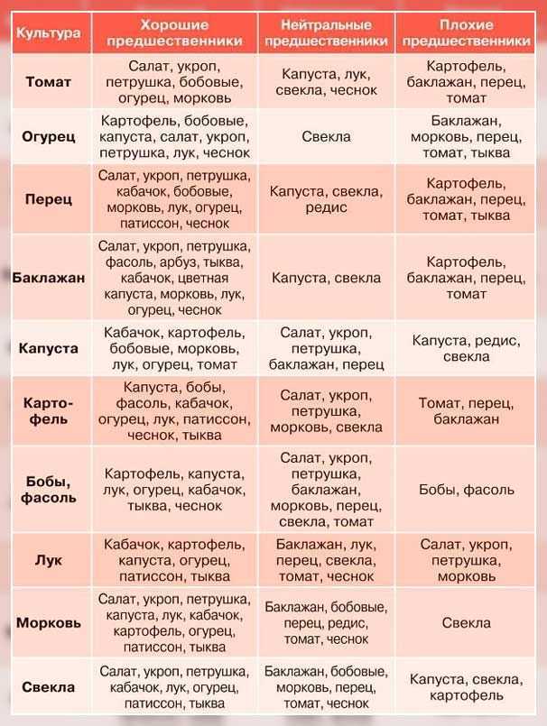 Как выращивать белокочанную капусту в открытом грунте