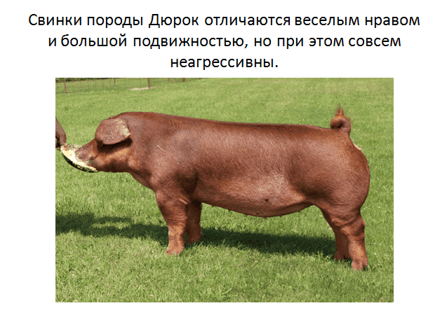 Порода свиней дюрок: описание и характеристики породы