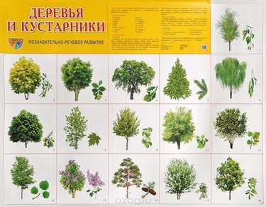 Астра бельгийская многолетняя посадка и уход фото