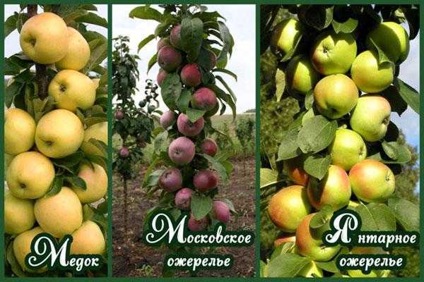 Колоновидные яблони для подмосковья: сорта, отзывы