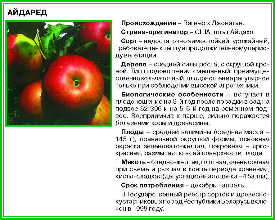 О яблоне Айдаред: описание сорта, характеристики, агротехника, выращивание
