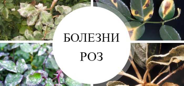 Болезни роз: описание с фото и их лечение