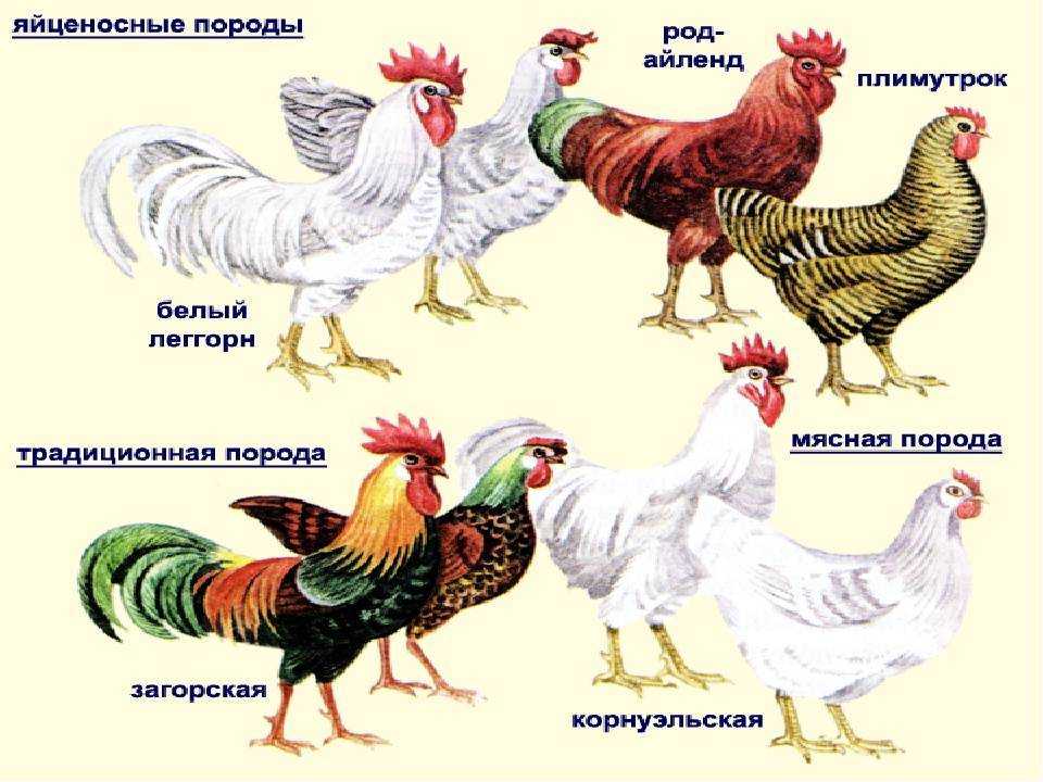 Мясо-яичные породы кур: фото, характеристики, описание