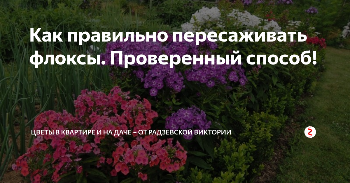 Пересадка флоксов и последующий уход