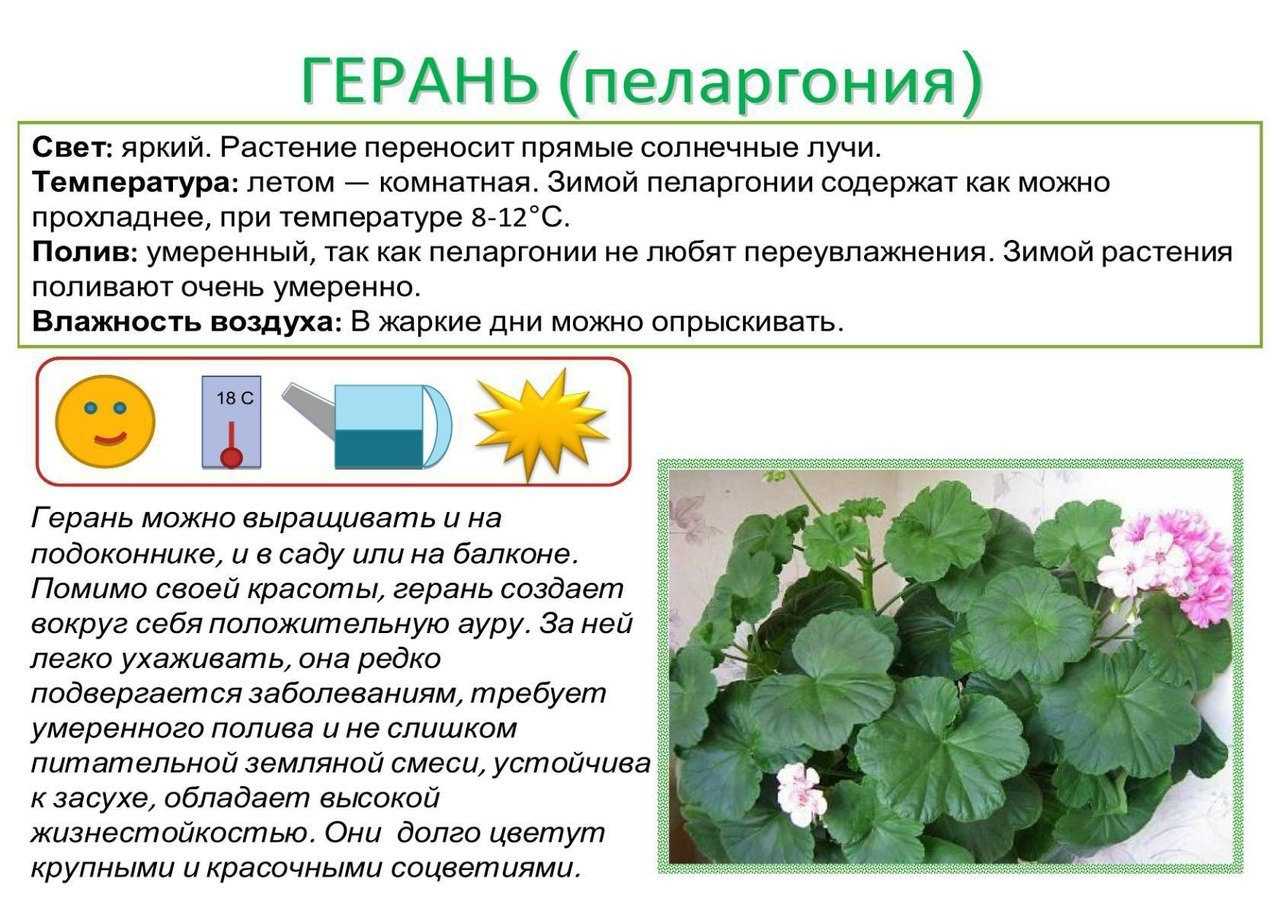 Бегония подкормка народными средствами