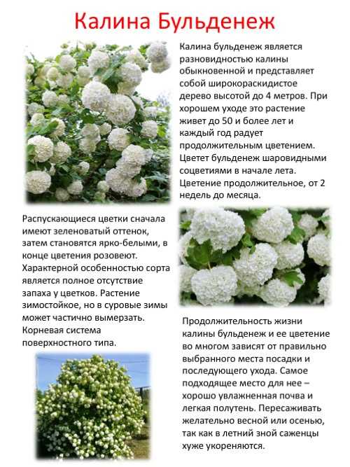 Описание и уход за плетистой розой цезарь