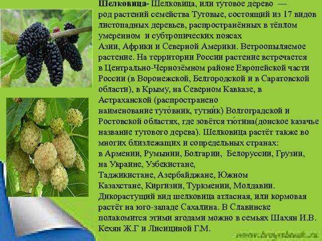 Шелковица (тутовник) посадка и уход в средней полосе и подмосковье, выращивание и размножение, сорта, болезни и подкормка + фото